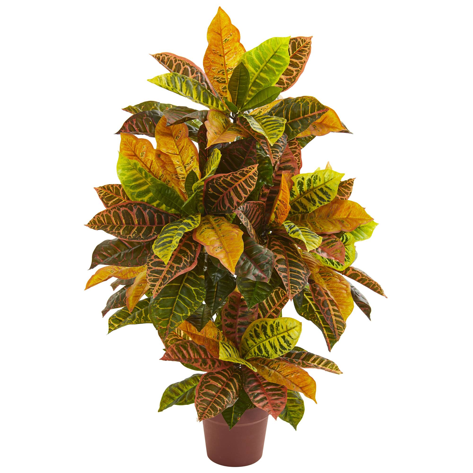 3ft. Potted Croton Plant